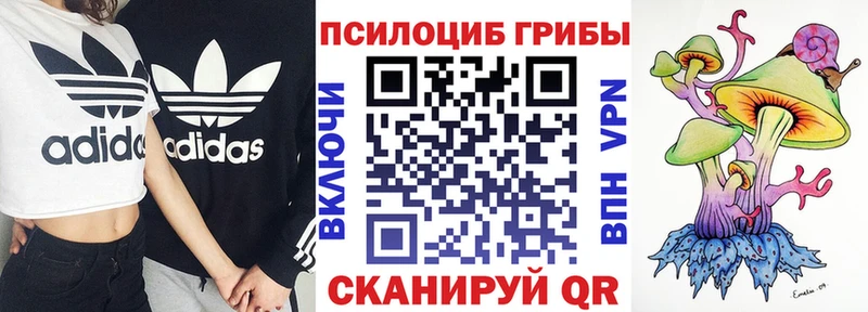 Купить где  Пошехонье  Псилоцибиновые грибы Cubensis 
